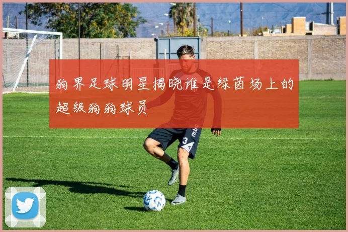 狗界足球明星揭晓谁是绿茵场上的超级狗狗球员